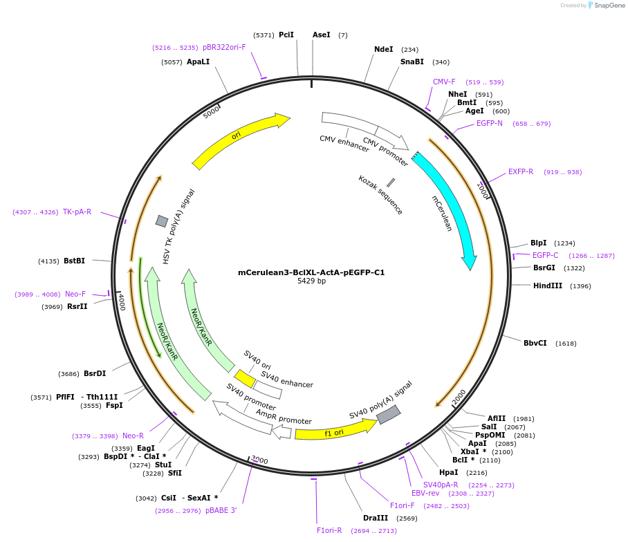 177412-plasmid-map-sequence-id-348192