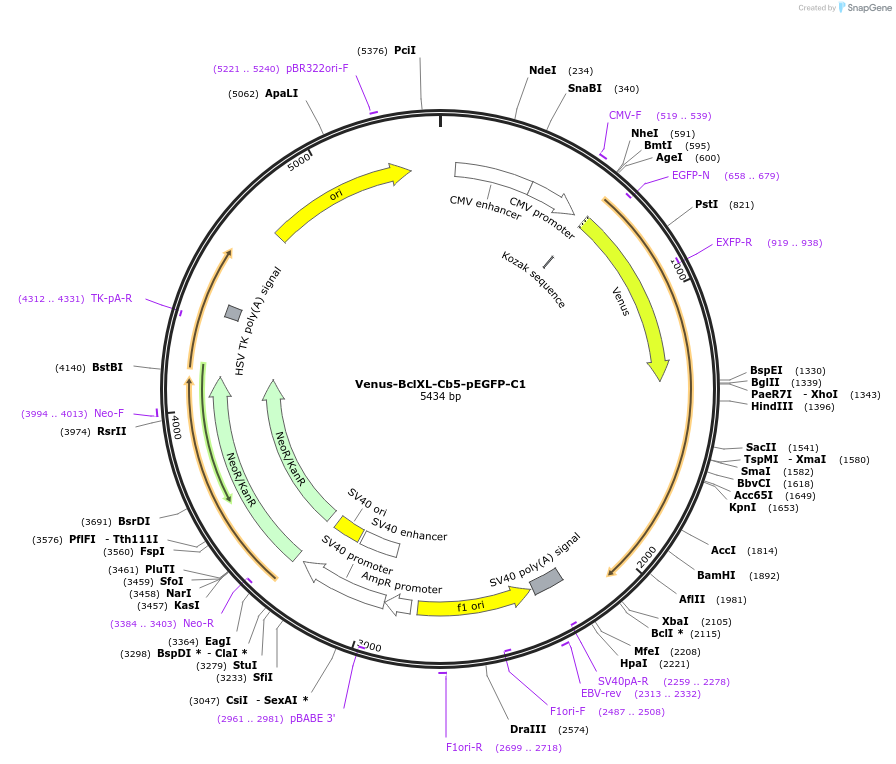177415-plasmid-map-sequence-id-348201