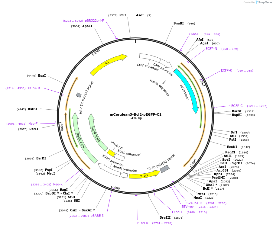 177416-plasmid-map-sequence-id-348203