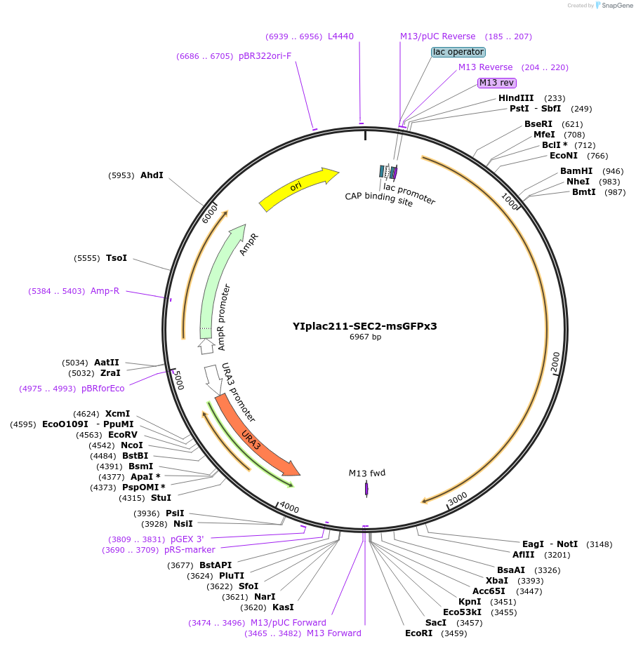 177110-plasmid-map-sequence-id-348209