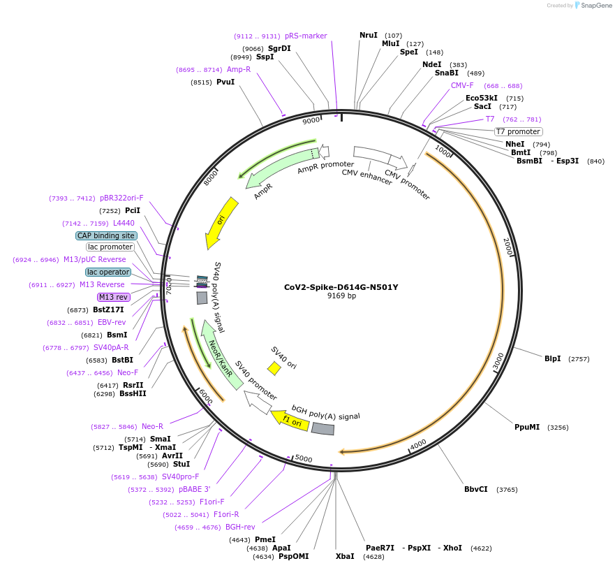 177975-plasmid-map-sequence-id-348210