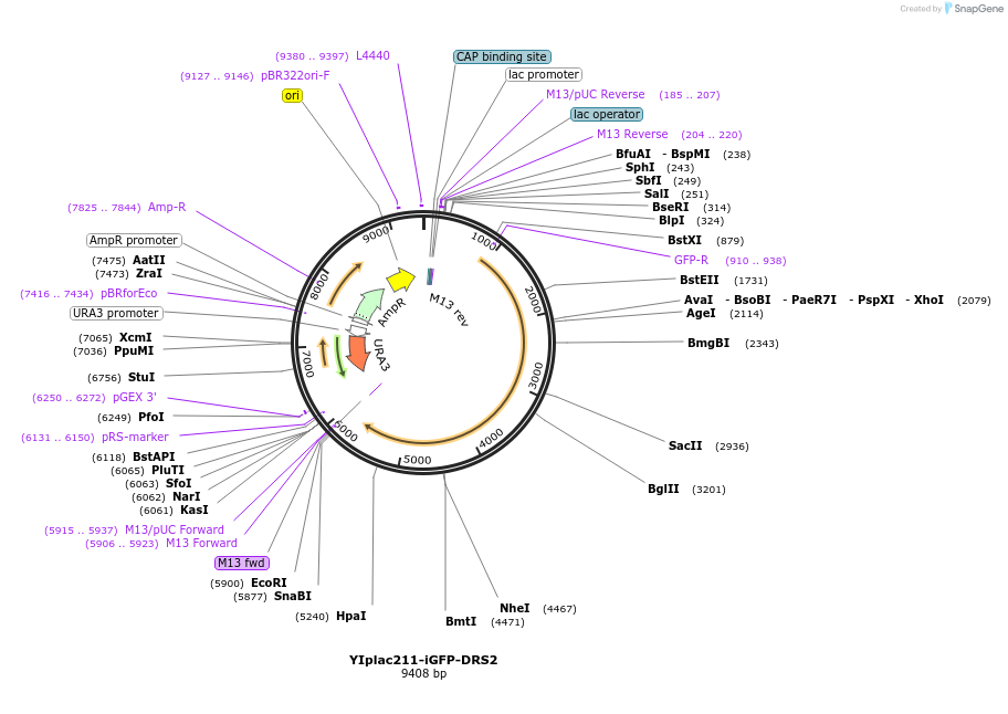 177104-plasmid-map-sequence-id-348213