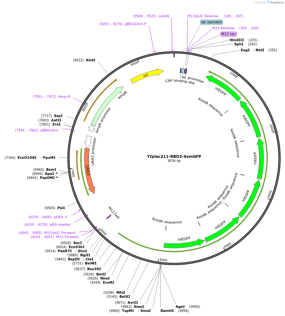 177109-plasmid-map-sequence-id-348215