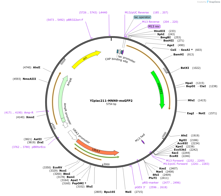 177105-plasmid-map-sequence-id-348217