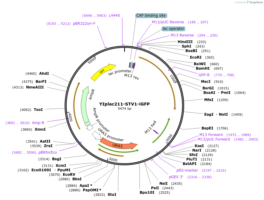 177111-plasmid-map-sequence-id-348220