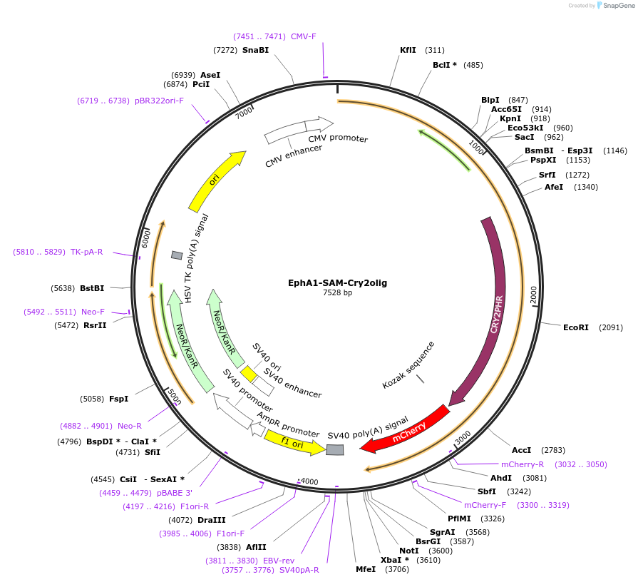 176600-plasmid-map-sequence-id-348221