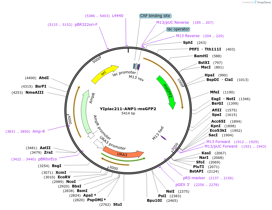 177100-plasmid-map-sequence-id-348222