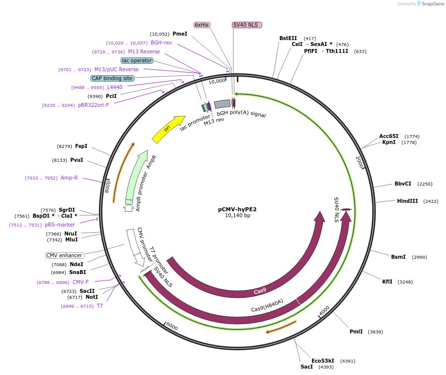 177173-plasmid-map-sequence-id-348229