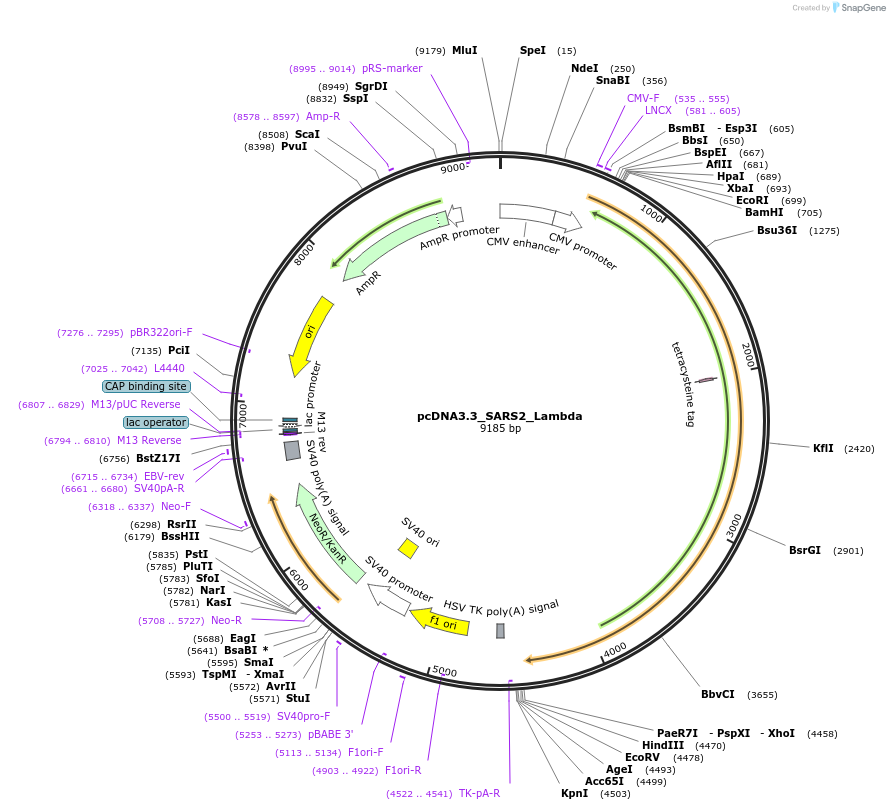 177579-plasmid-map-sequence-id-348236