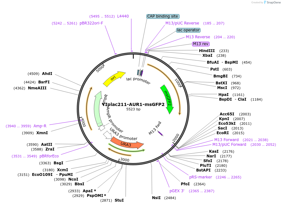 177101-plasmid-map-sequence-id-348245