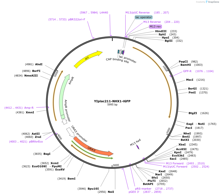 177108-plasmid-map-sequence-id-348247