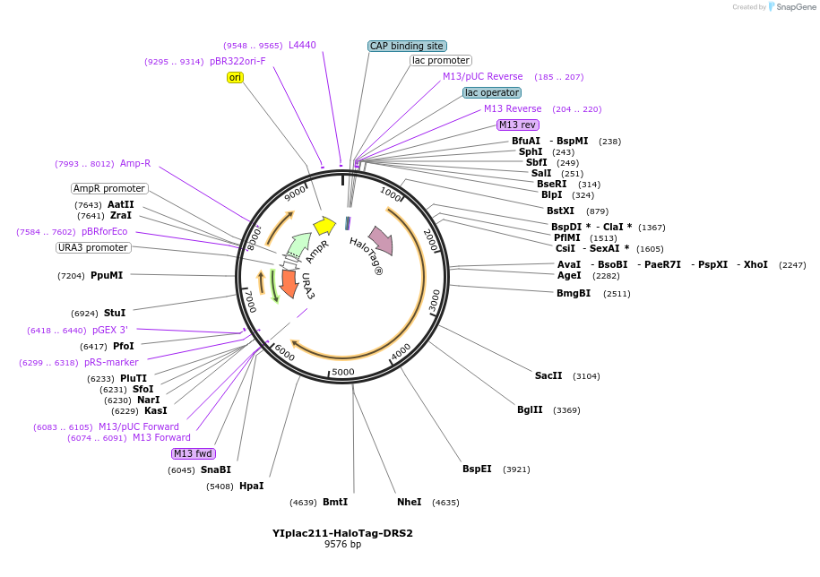 177103-plasmid-map-sequence-id-348250