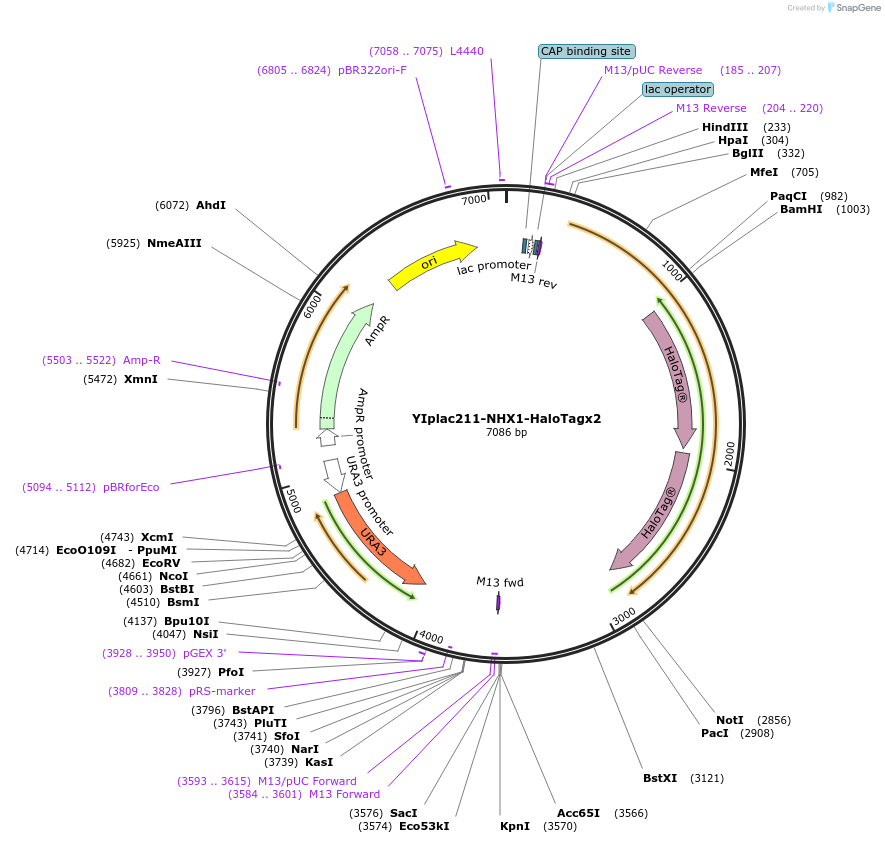 177107-plasmid-map-sequence-id-348257