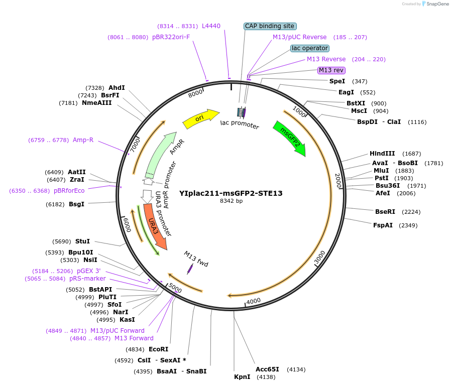 177106-plasmid-map-sequence-id-348260