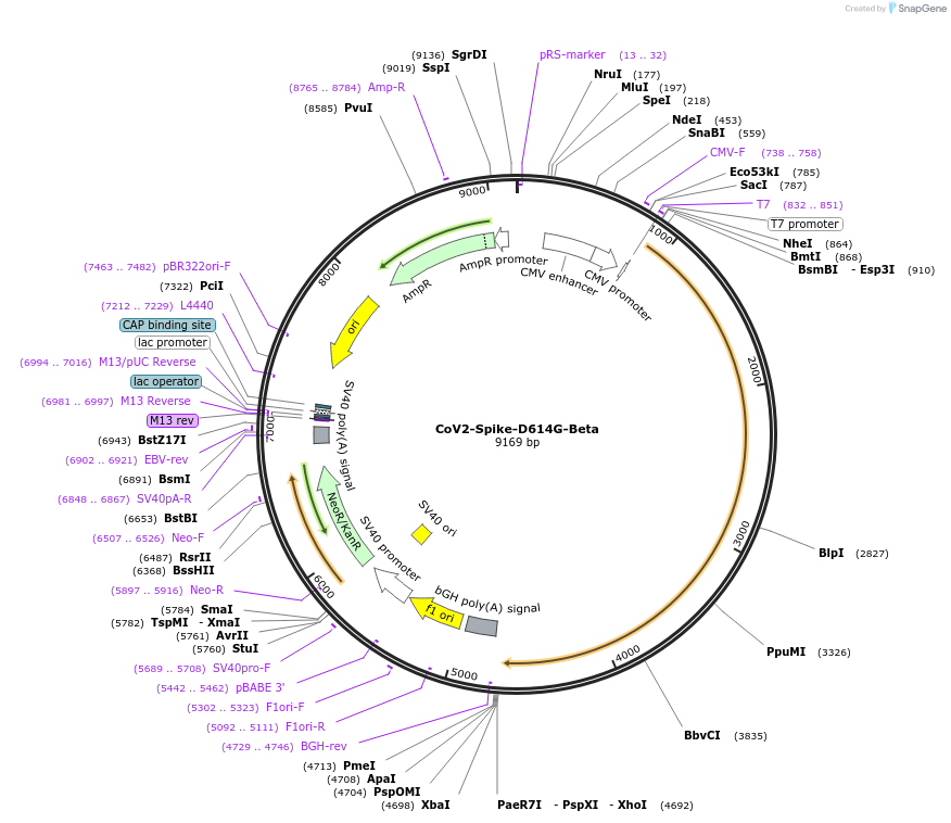 177962-plasmid-map-sequence-id-348261