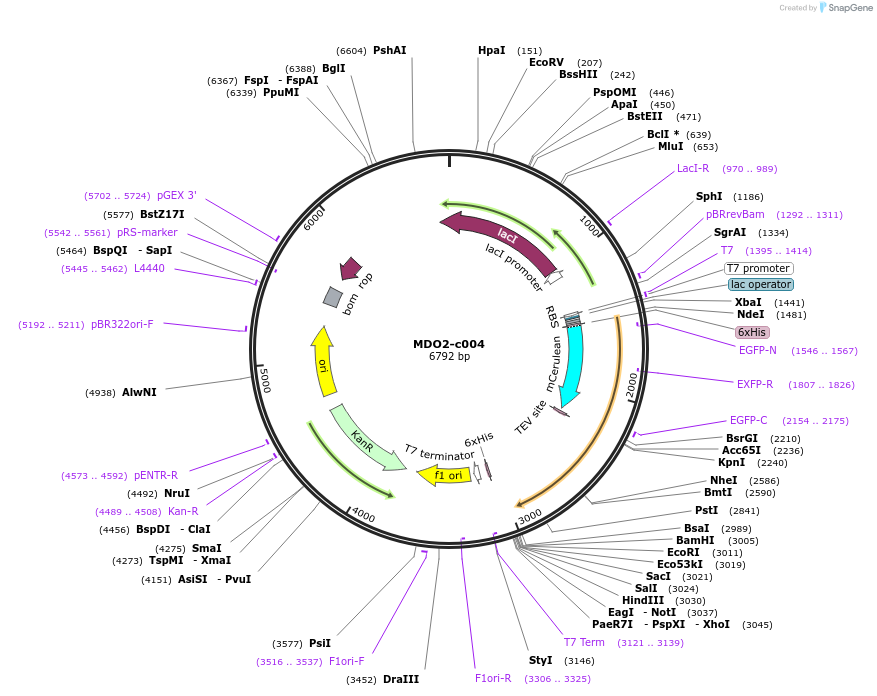 173104-plasmid-map-sequence-id-348268