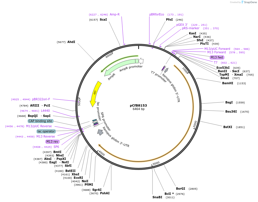 175204-plasmid-map-sequence-id-348277