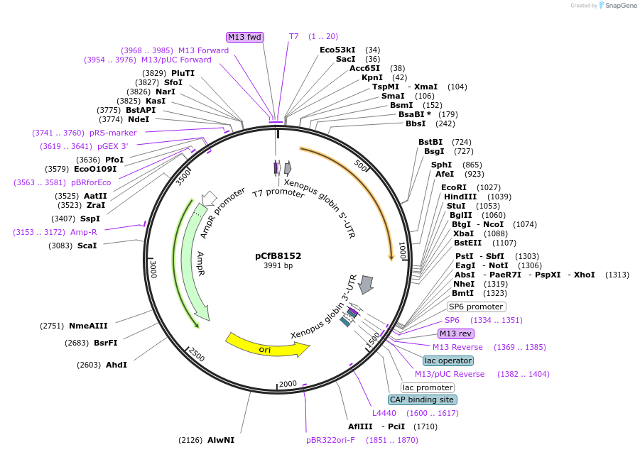 175203-plasmid-map-sequence-id-348278