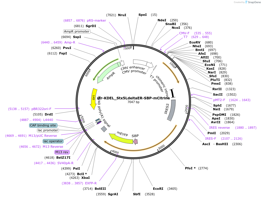 154846-plasmid-map-sequence-id-348286
