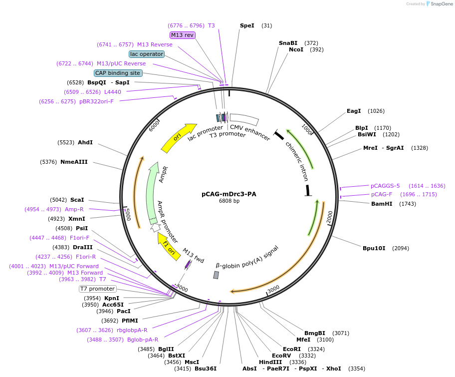 176467-plasmid-map-sequence-id-348287