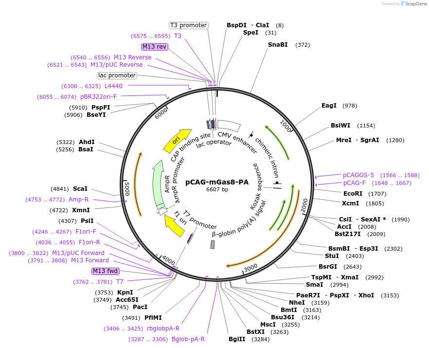 176468-plasmid-map-sequence-id-348290