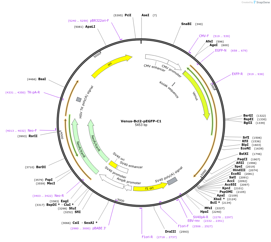 177417-plasmid-map-sequence-id-348291