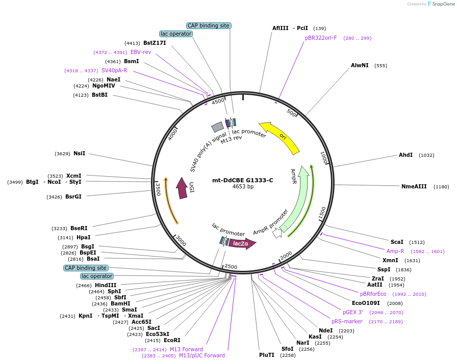 174561-plasmid-map-sequence-id-348298