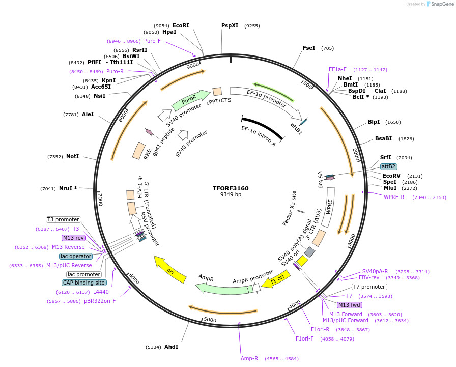 144636-plasmid-map-sequence-id-348302