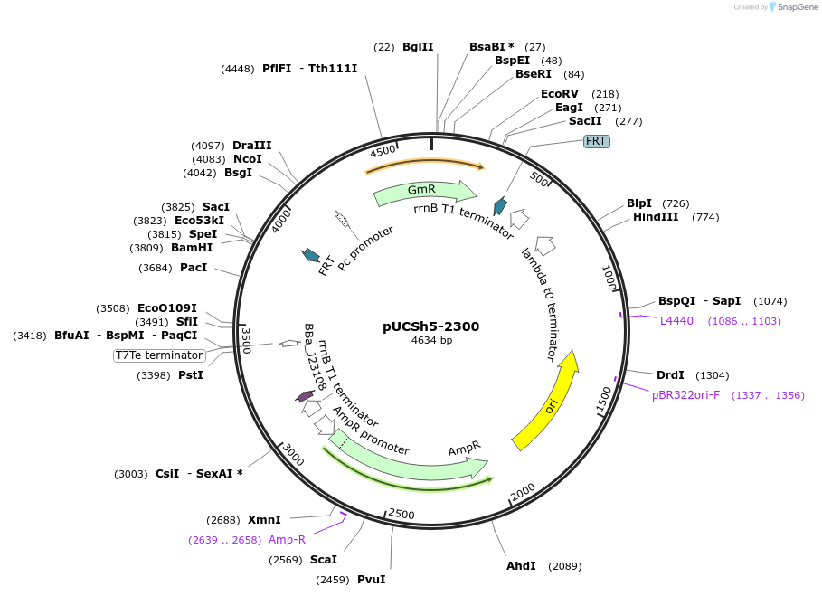 171788-plasmid-map-sequence-id-348303
