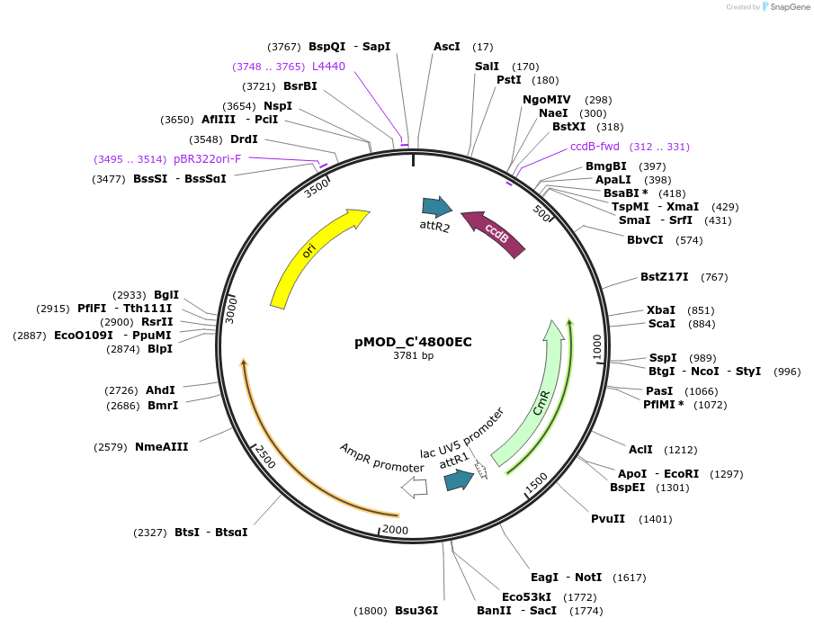 176875-plasmid-map-sequence-id-348310