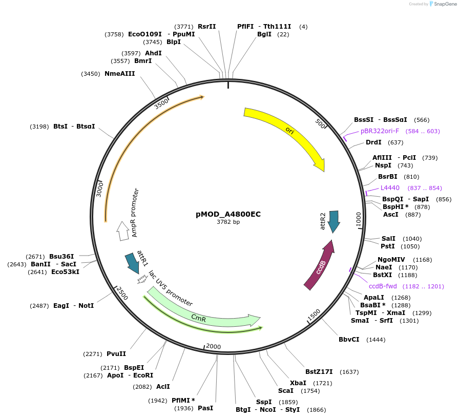 176873-plasmid-map-sequence-id-348311