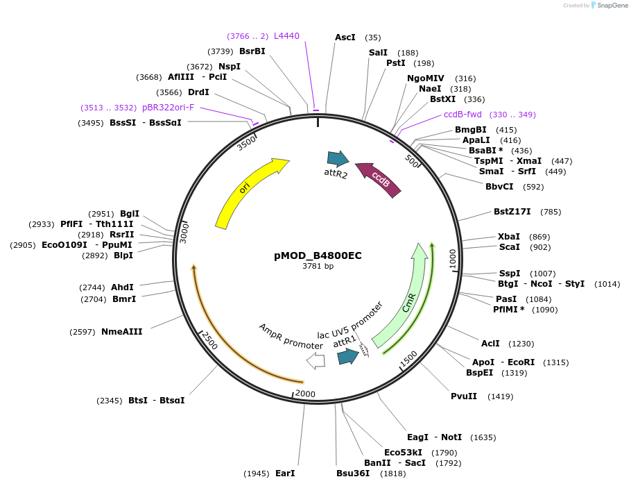 176874-plasmid-map-sequence-id-348312