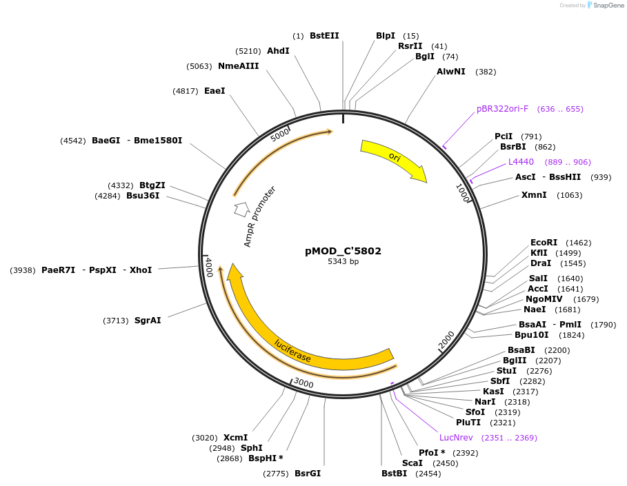 176879-plasmid-map-sequence-id-348315