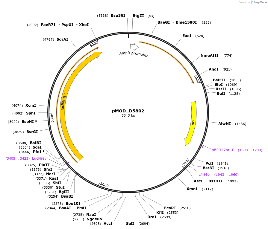 176880-plasmid-map-sequence-id-348317