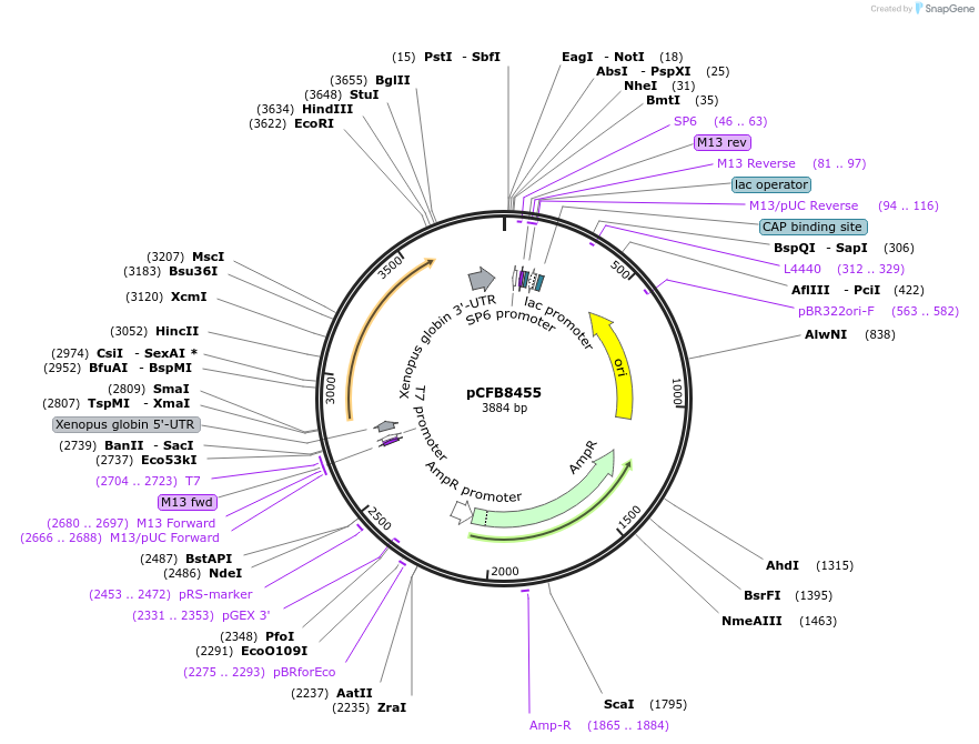 175207-plasmid-map-sequence-id-348319