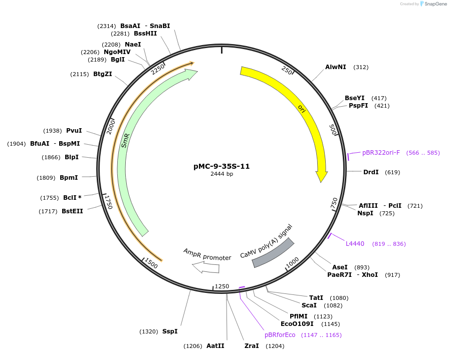 176881-plasmid-map-sequence-id-348321