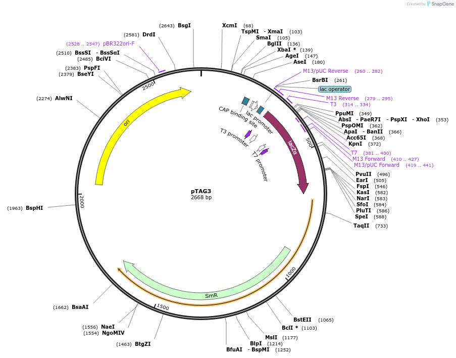 176866-plasmid-map-sequence-id-348322