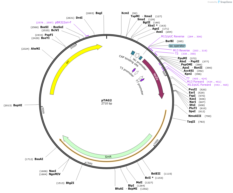 176864-plasmid-map-sequence-id-348323