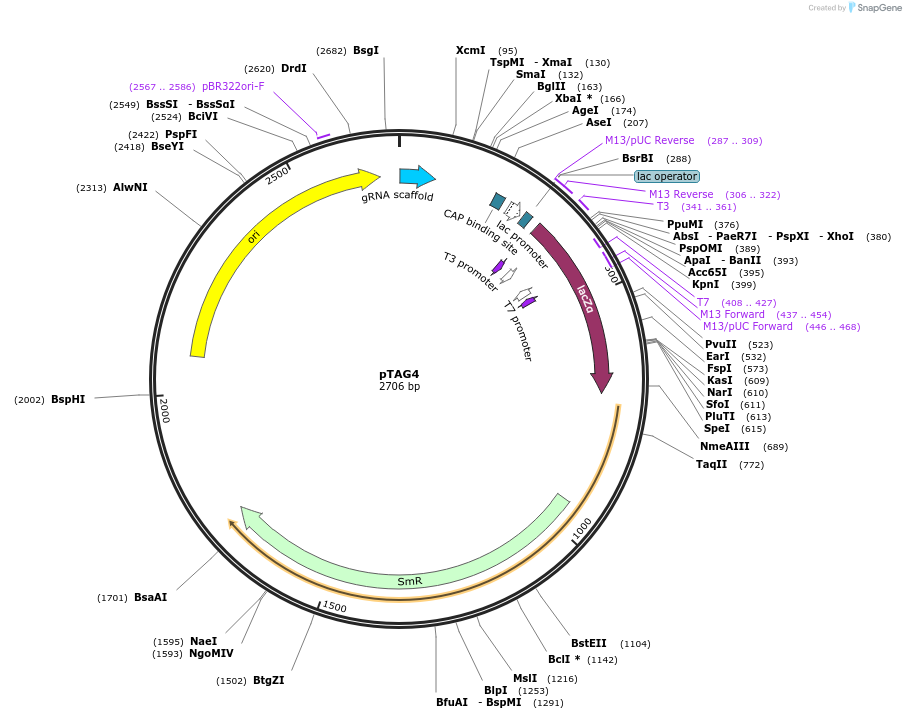 176867-plasmid-map-sequence-id-348325