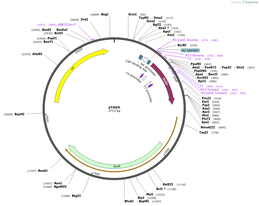 176869-plasmid-map-sequence-id-348326