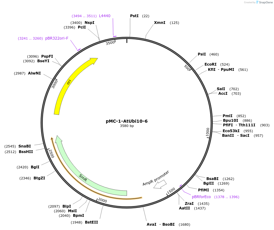 176871-plasmid-map-sequence-id-348330