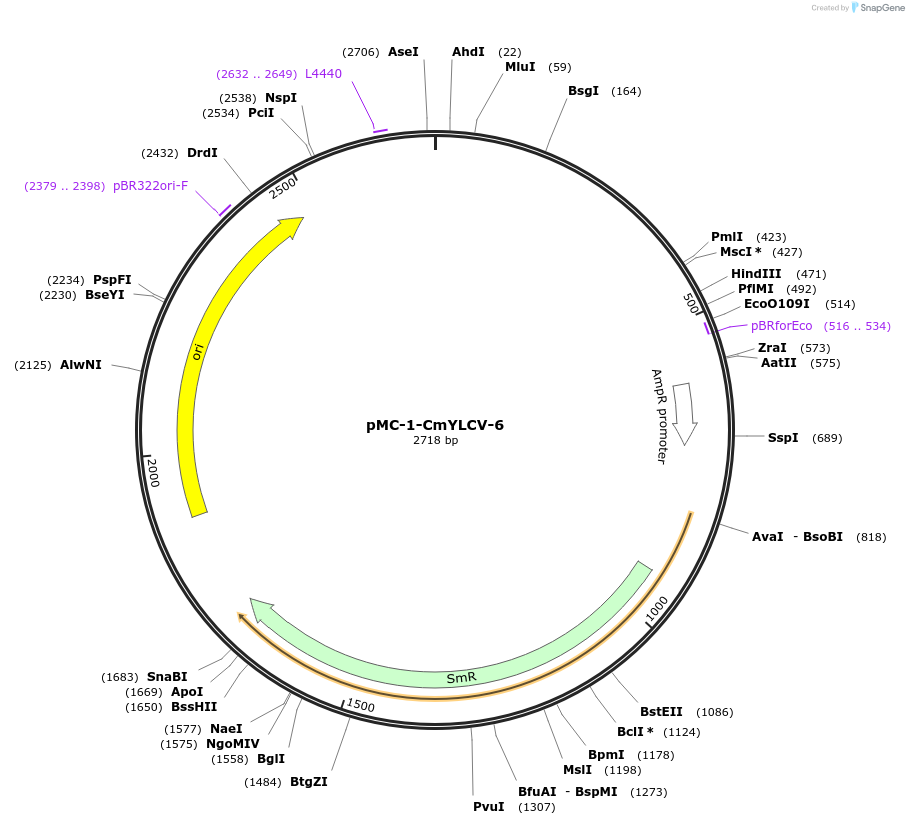 176872-plasmid-map-sequence-id-348331