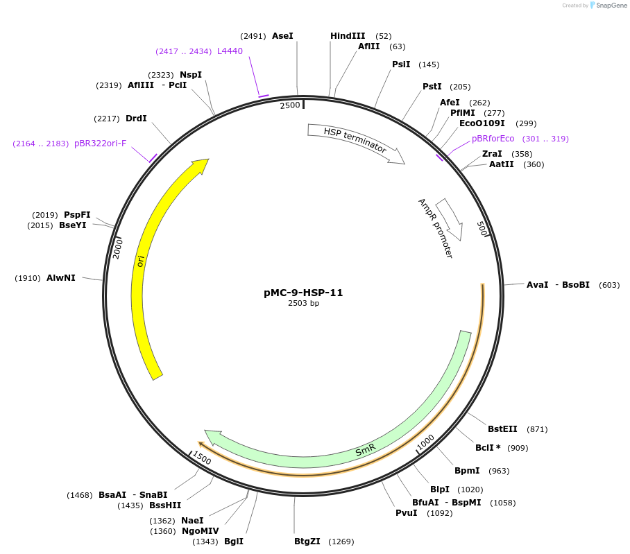 176882-plasmid-map-sequence-id-348332