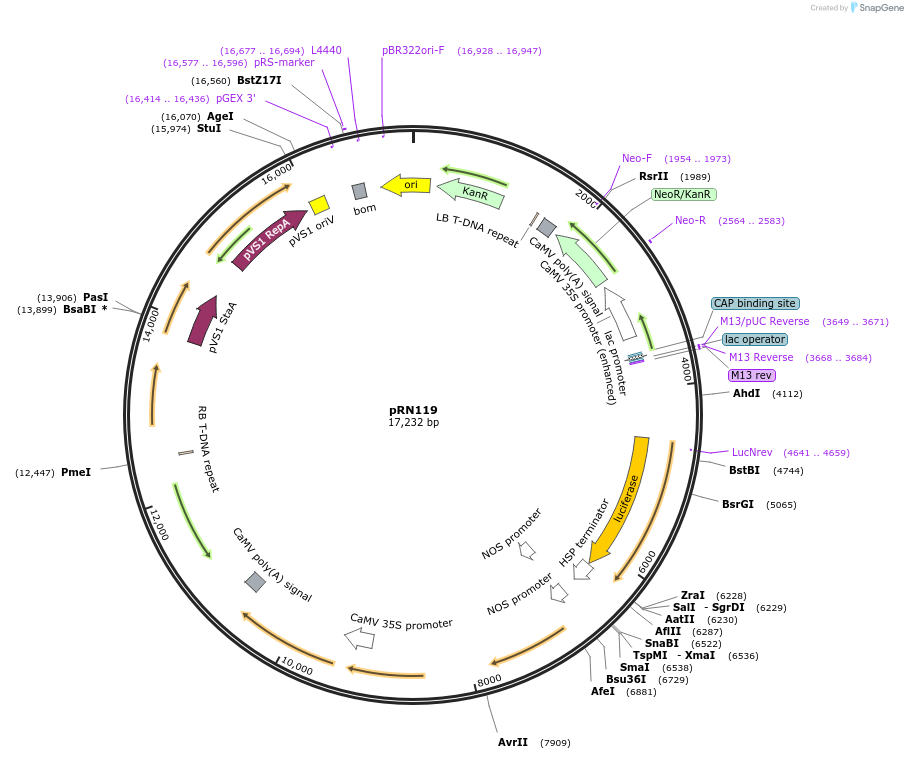 176884-plasmid-map-sequence-id-348333