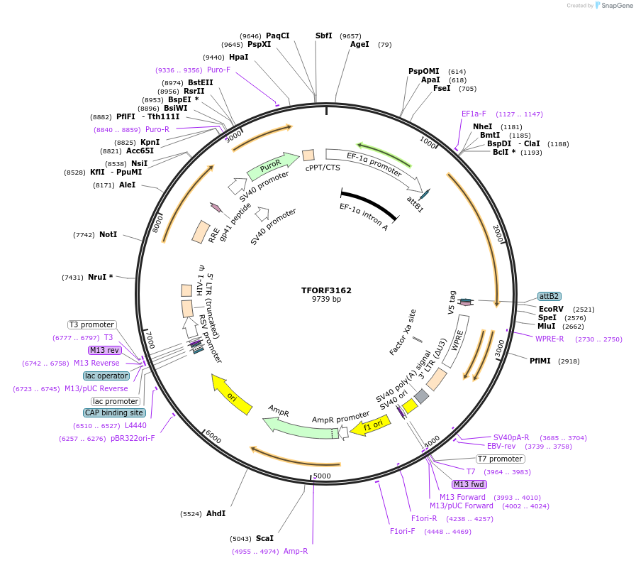 144638-plasmid-map-sequence-id-348334