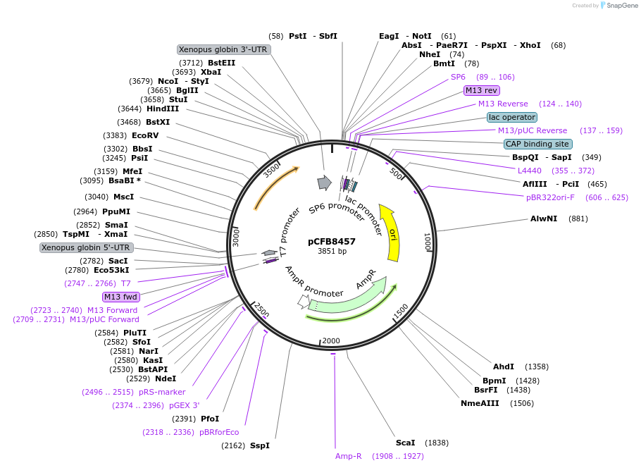 175209-plasmid-map-sequence-id-348360