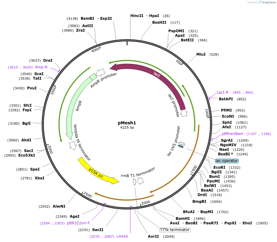 175594-plasmid-map-sequence-id-348364