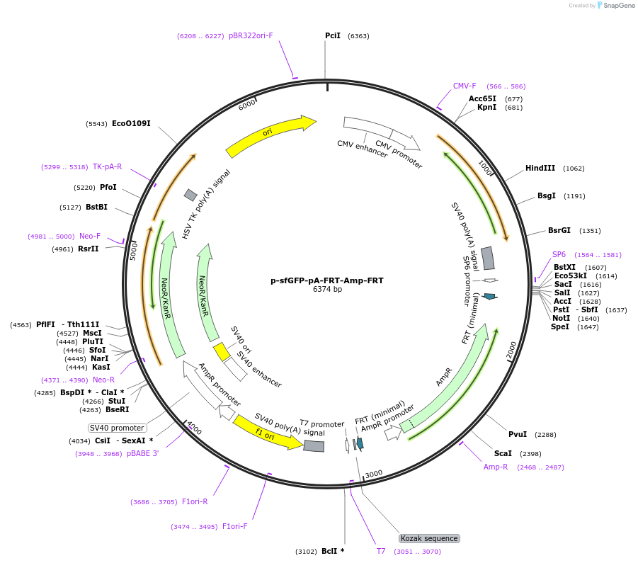 176620-plasmid-map-sequence-id-348367