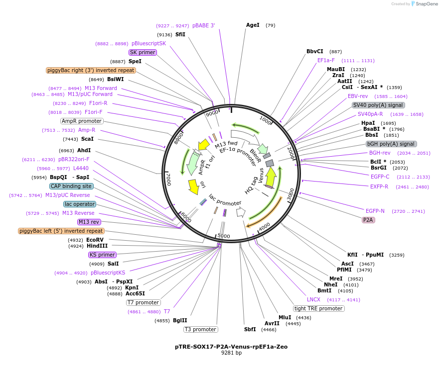 169174-plasmid-map-sequence-id-348368