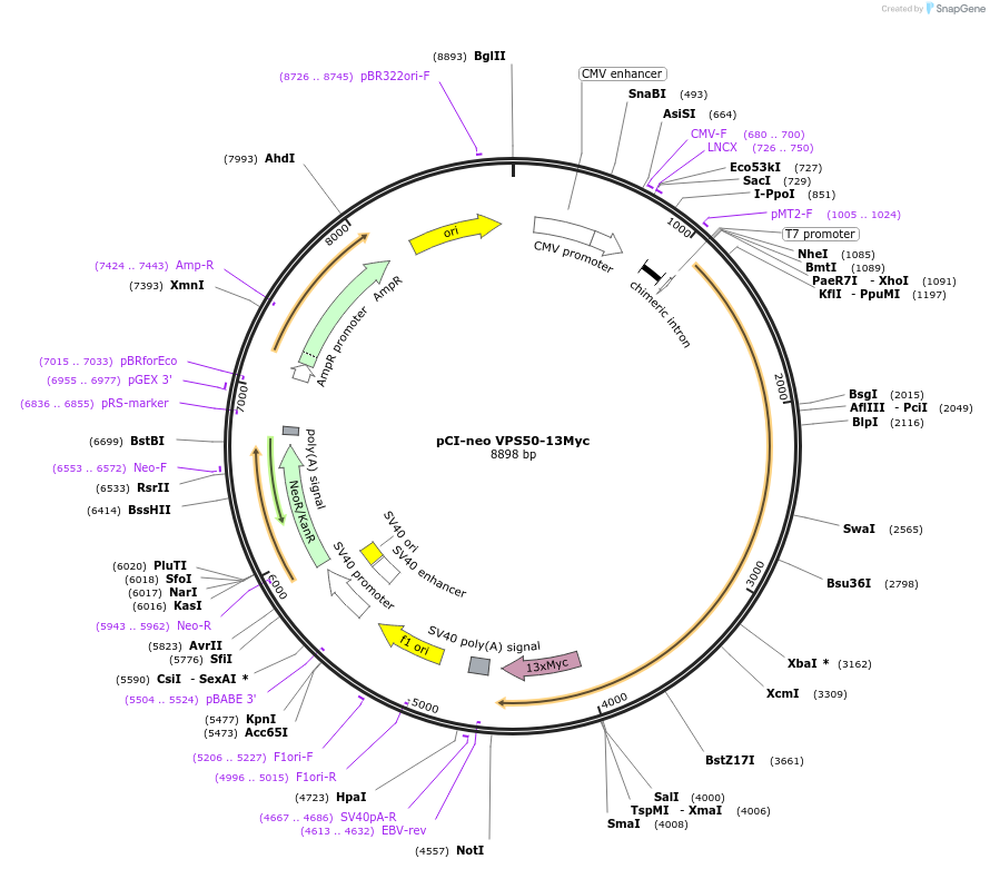 175093-plasmid-map-sequence-id-348369